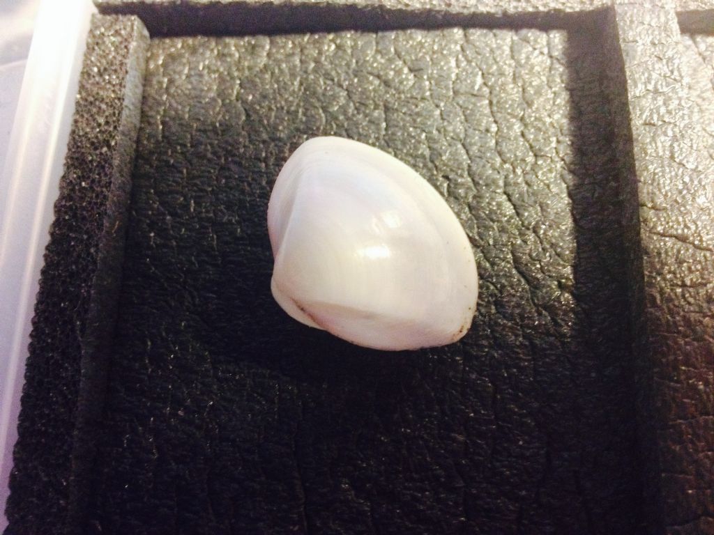 Bivalvi da determinare